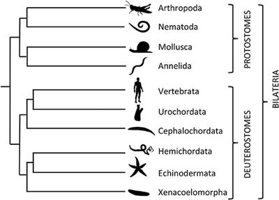 Comparative and Evolutionary Physiology of Vasopressin/ Oxytocin-Type Neuropeptide Signaling in Invertebrates